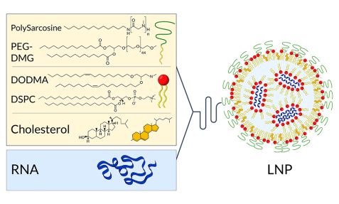 Schematisches Lipid-Nanopartikel mit mRNA 